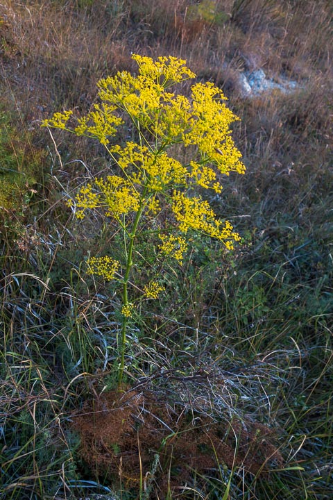 Ferulago campestris / Ferula finocchiazzo